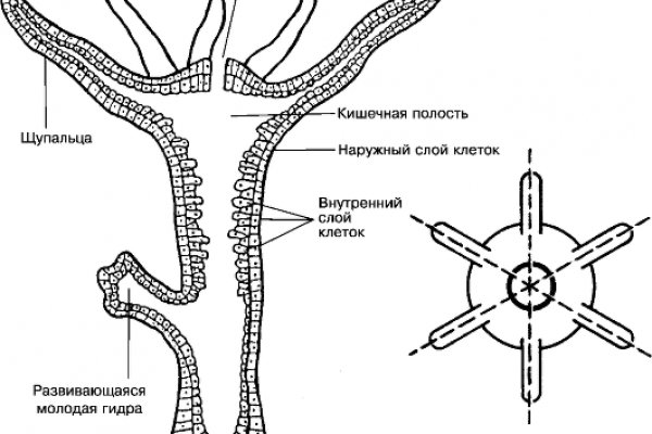 Ошибка на кракене