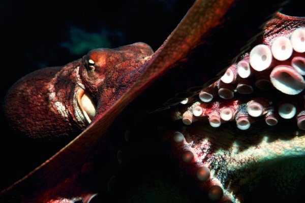 Kraken com darknet